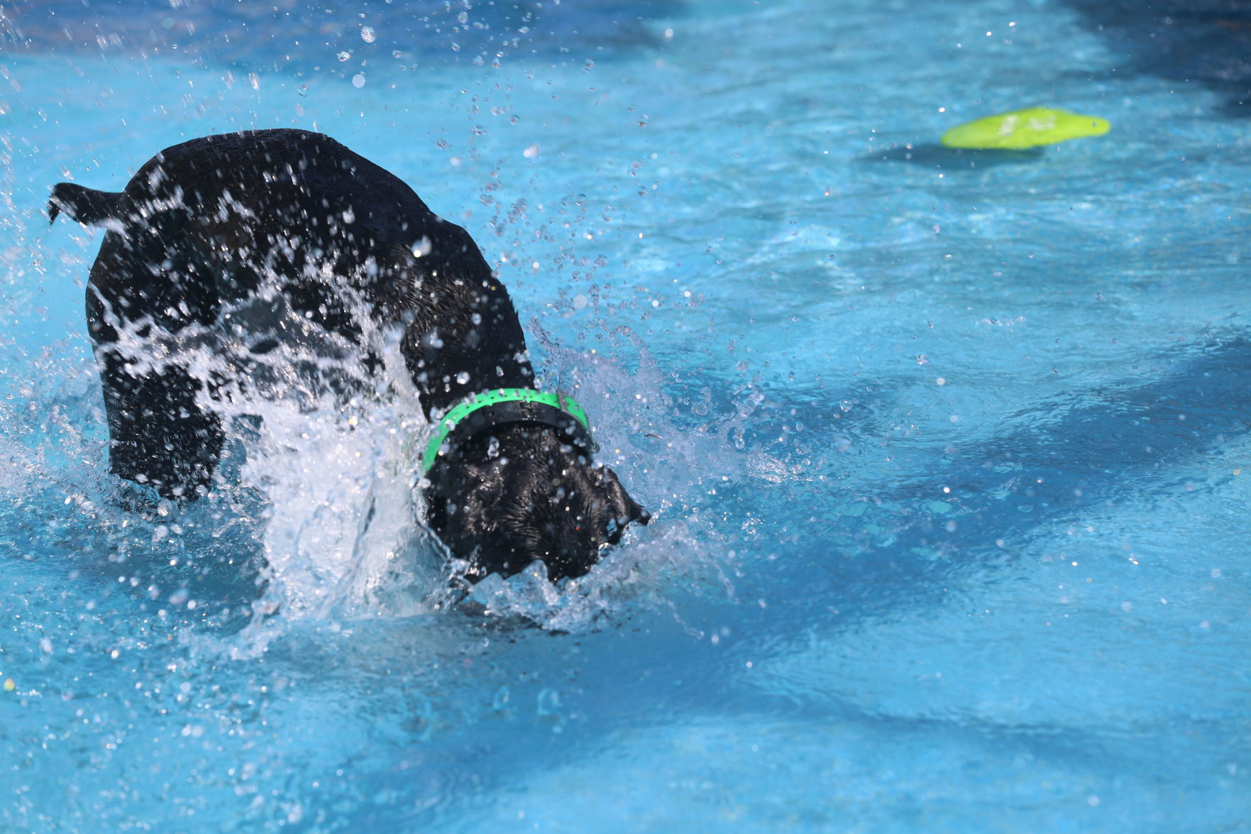 090919_gal_WWdogs (45)